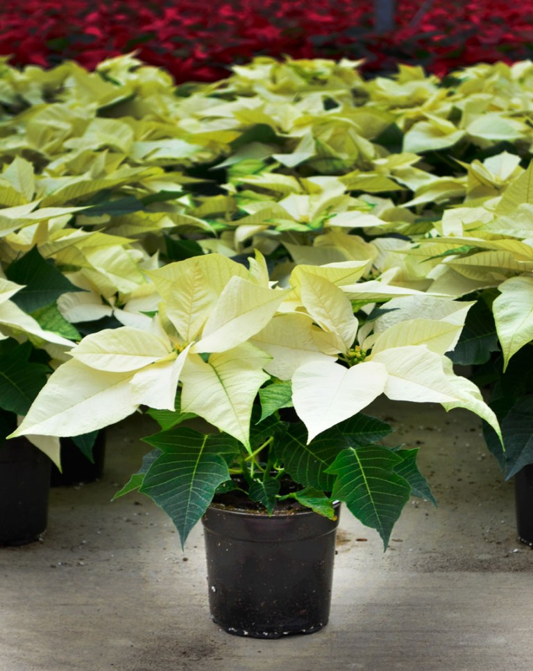 White Poinsettia – Young's Plant Farm