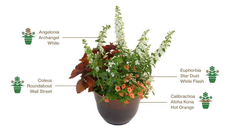 Thrill, Fill & Spill - The Art of Spring and Summer Container Gardening