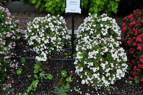 Trial Garden - Young's Plant Farm