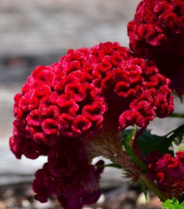 Celosia