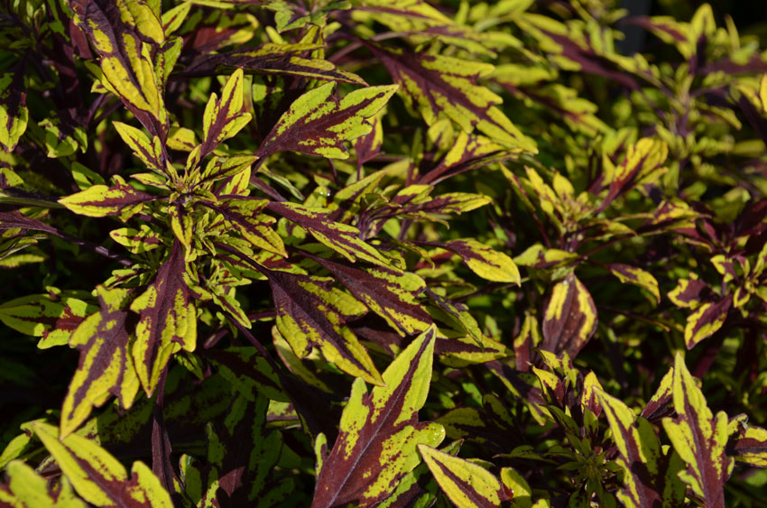 Coleus Flame Thrower Chipotle