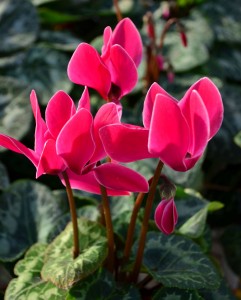 Cyclamen 9