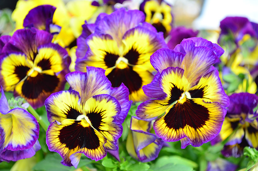 Frizzle Sizzle Pansy 2
