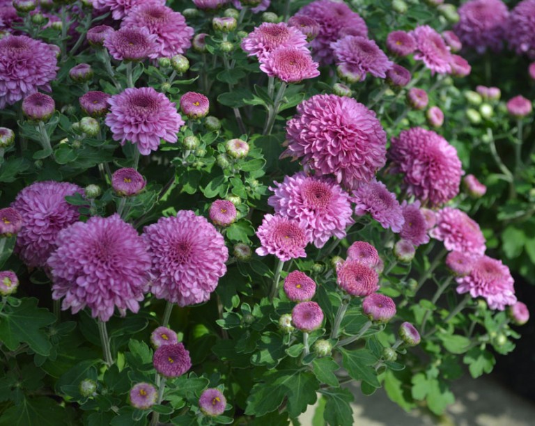 Purple Mums 2 – Young's Plant Farm