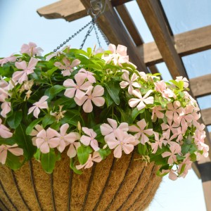 Mediterranean XP Peach Vinca