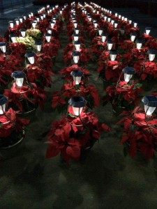 Poinsettias