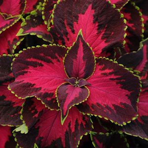 Chocolate-CoveredCherry Coleus