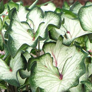 White WonderCaladium