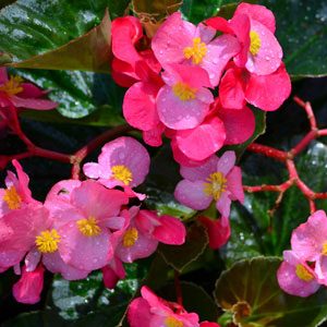 Big Begonia